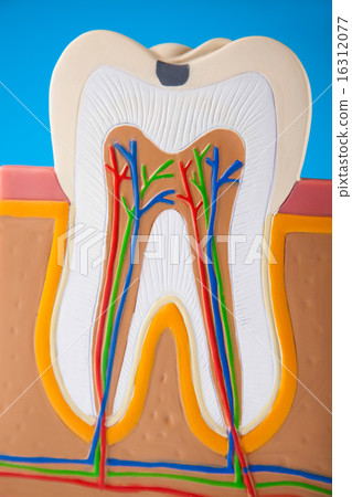 Human tooth structure, bright colorful  16312077