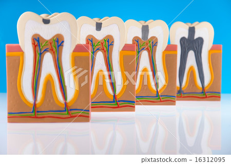 Human tooth structure, bright colorful  16312095