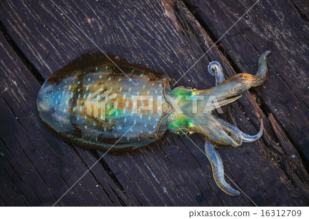 Live Squid catched from the sea 16312709