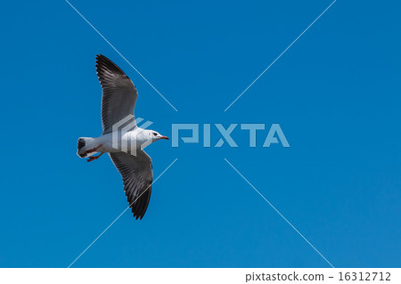 Flying Seagull in the blue sky Flying Seagull in the blue sky 16312712