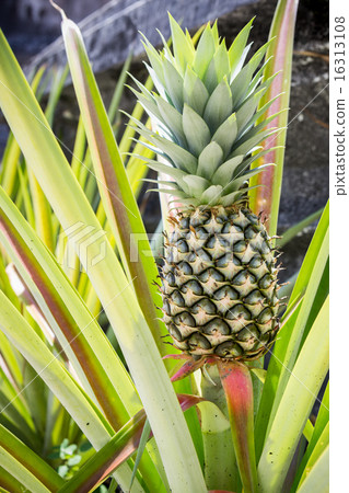 图库照片: pineapple tree