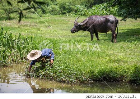 Thai Farmer and buffalo 16313133