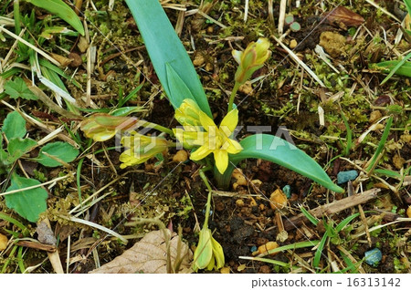 Pretty spring field flower · Pretty flowers and buds of Kibananoamana · bird's eye view horizontal position 16313142