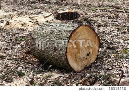 srubleenny trees srubleenny trees 16313238