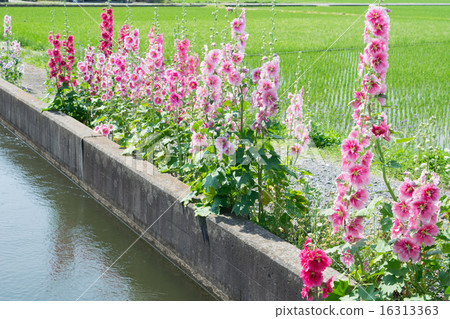 初夏運河5 初夏運河5 16313363