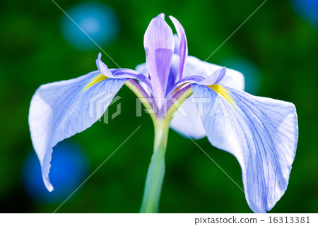 It is Edo iris which color early summer. In case It is Edo iris which color early summer. In case 16313381
