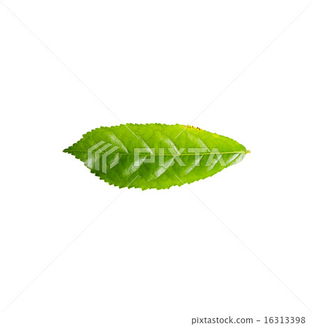 Green leaf isolated on white background 16313398