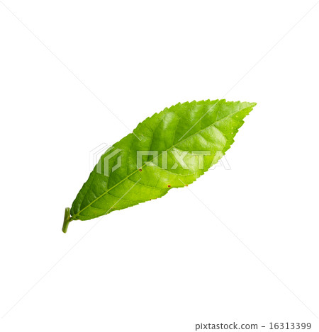 Green leaf isolated on white background Green leaf isolated on white background 16313399