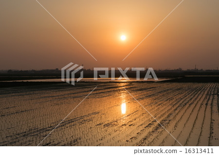 日落沉沒在稻田7（變化可用.No.15306356） 16313411