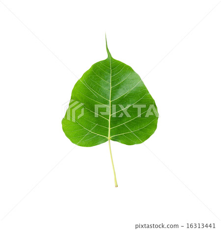 Green leaf Pho leaf, bo leaf, isolated on white 16313441