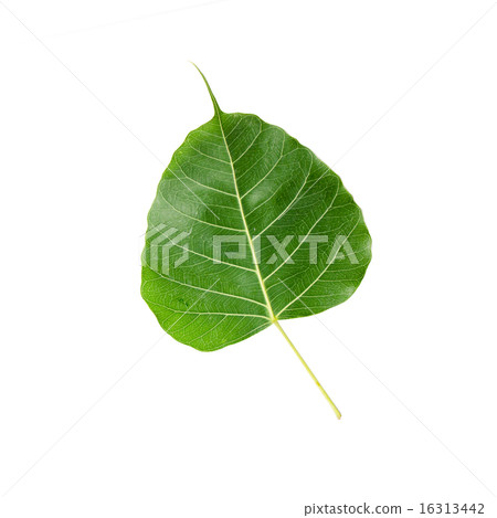Green leaf Pho leaf, bo leaf, isolated on white 16313442