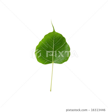 Green leaf Pho leaf, bo leaf, isolated on white 16313446
