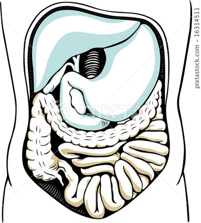 Internal digestive system Internal digestive system 16314511