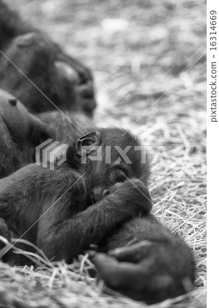 baby gorilla sleeping on mother baby gorilla sleeping on mother 16314669