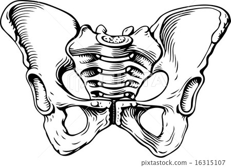 Human pelvis female 16315107