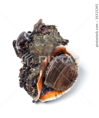 Veined rapa whelk on white background Veined rapa whelk on white background 16315265
