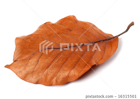Dry autumn leaf of magnolia Dry autumn leaf of magnolia 16315501