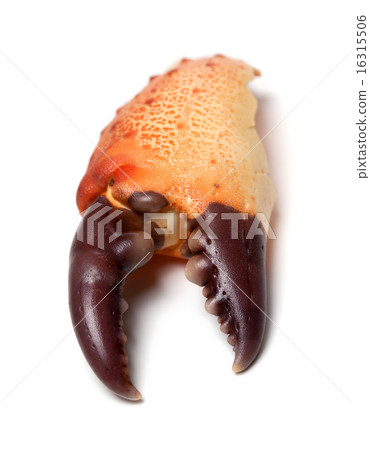 Eaten claw crab isolated on white background 16315506