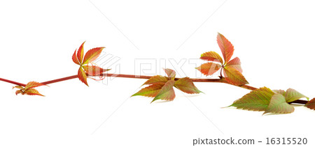 Multicolor autumn twig of grapes leaves on white Multicolor autumn twig of grapes leaves on white 16315520