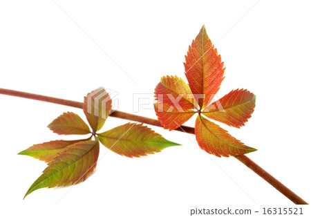 Multicolor autumn twig of grapes leaves Multicolor autumn twig of grapes leaves 16315521