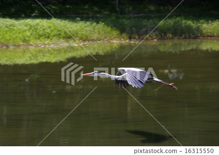 Flying gray heron Flying gray heron 16315550