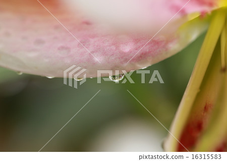 花水滴 花水滴 16315583