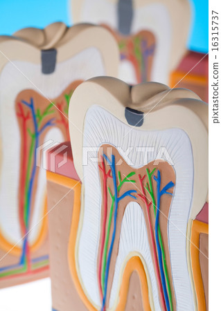 Tooth anatomy, bright colorful tone concept Tooth anatomy, bright colorful tone concept 16315737