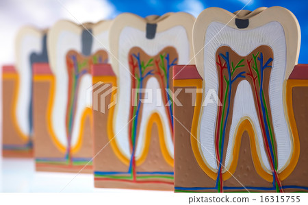 Tooth anatomy, bright colorful tone concept 16315755