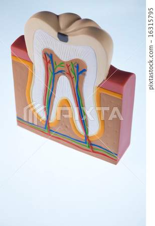 Teeth, bright colorful tone concept 16315795