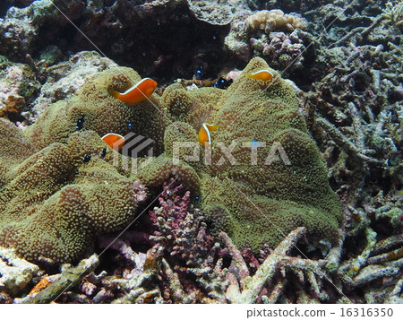 Families of cute little-faced anemone of Iriomote Island, Okinawa Families of cute little-faced anemone of Iriomote Island, Okinawa 16316350