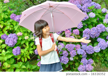 Elementary school girls who have an umbrella (rainy season) Elementary school girls who have an umbrella (rainy season) 16316352
