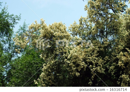 Melaleuca 16316714