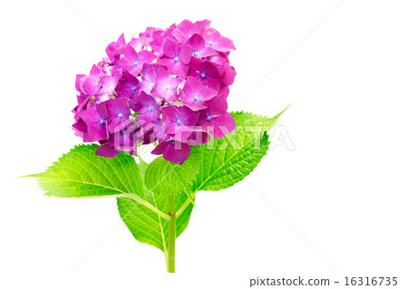 hydrangea hydrangea 16316735