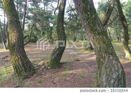 Rainbow Matsubara of Karatsu City, Saga Prefecture 16316854