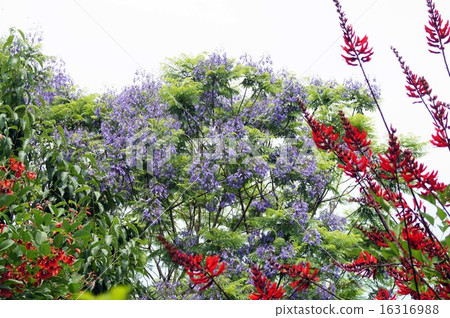 Jacaranda 16316988