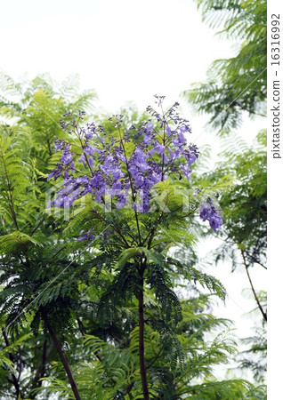 Jacaranda 16316992