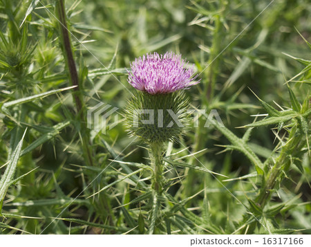 薊花 薊花 16317166