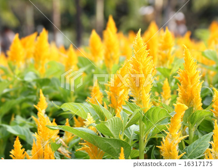 Cockscomb flower in garden 16317175