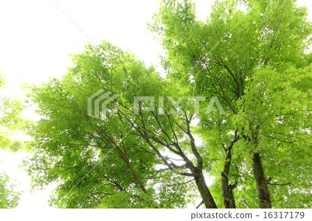 Fresh green maple tree Fresh green maple tree 16317179