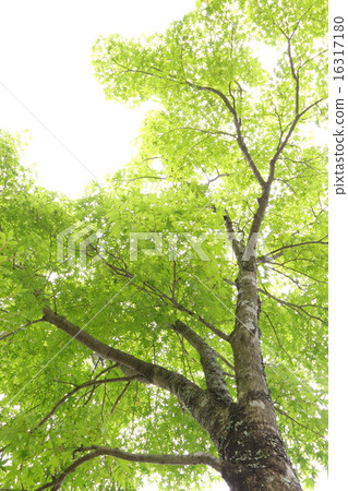 Fresh green maple tree Fresh green maple tree 16317180
