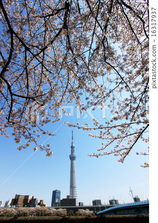 Tokyo Sky Tree and Sakura Tokyo Sky Tree and Sakura 16317937