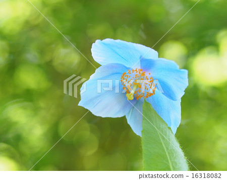 喜馬拉雅山的罌粟 16318082