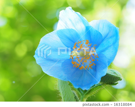Himalayan's poppy 16318084