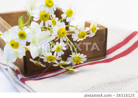 木盒和亞麻和母系 16318125