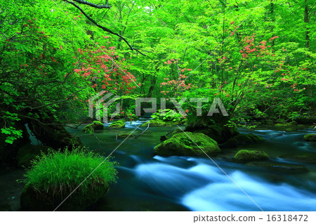 Aomori prefecture Oirase Stream Tribulation flow 16318472