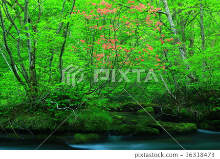 青森縣Oirase Stream Tribulation流 16318473