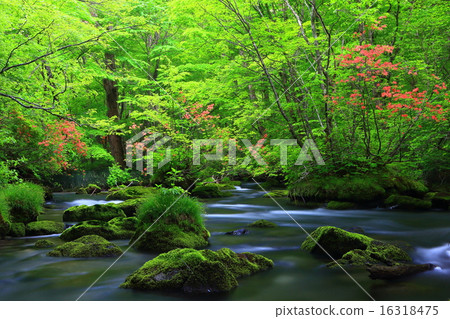 青森縣Oirase Stream Tribulation流 16318475