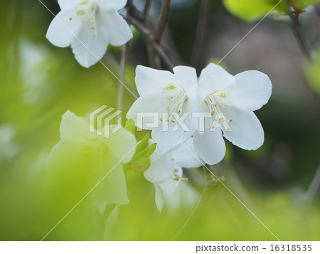 杜鵑花五朵花 16318535