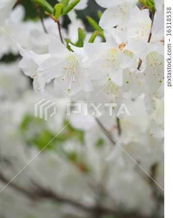 Five flowers of azalea 16318538