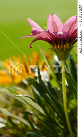 Medal chrysanthemum flower close-up background material Medal chrysanthemum flower close-up background material 16318624